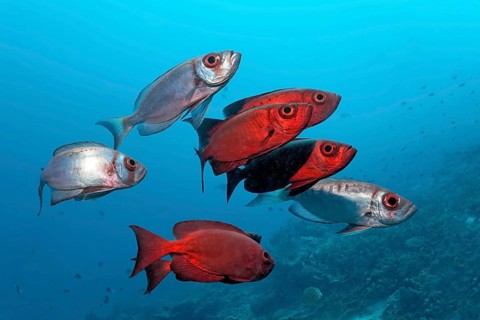 Small school of Common Bigeye