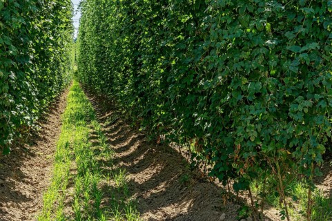 Ripe hop