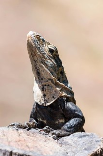 Close-up of black spiny-tailed iguana