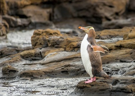 Yellow-eyed penguin