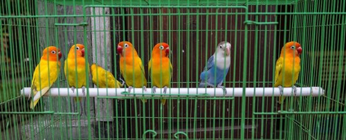 Colorful parakeets sitting side by side on a pole in cage
