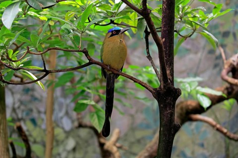 Blue-crowned motmot