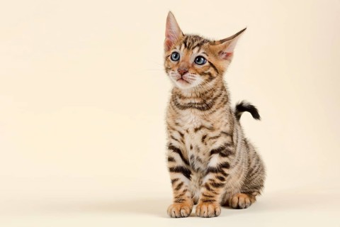 Pedigree cat Toyger