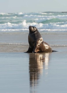 New Zealand Sea Lion