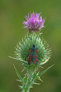 Six-spot burnet