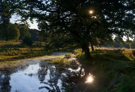 Small moor lake in the heath