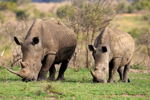 White rhinoceroses