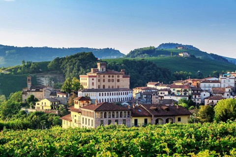 Vine fields at Barolo