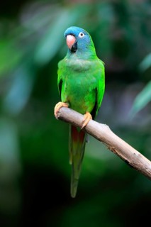 Sharp-tailed Parakeet