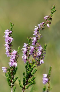 Heather