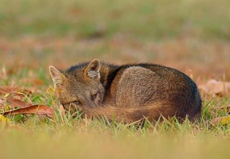 Crab-eating foxes