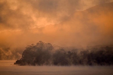Sunrise over trees with fog at Lago Llanquihue