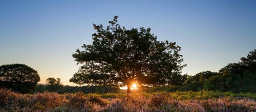 Sunrise on the heath