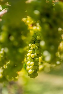 Green grapes