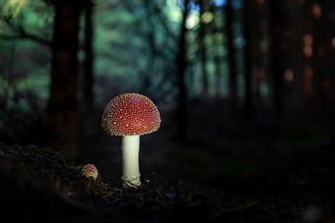 Fly agarics
