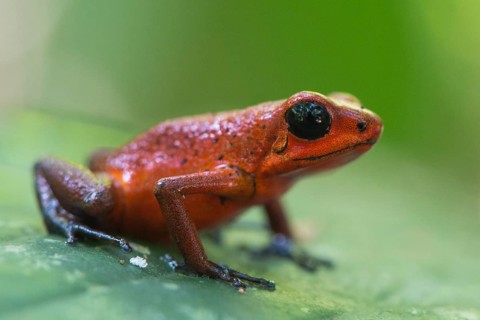 Strawberry poison-dart frog
