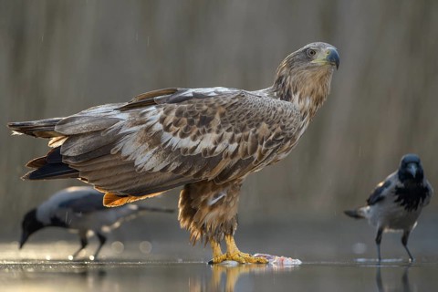 White-tailed eagle