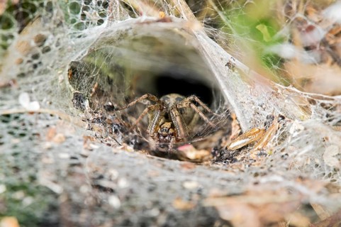 Web of Labyrinth Spider