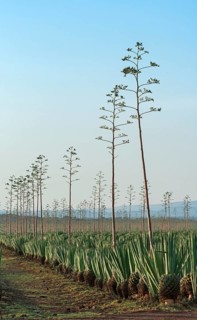 Sisal agave