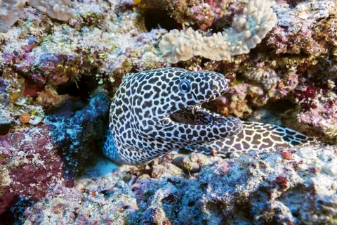 Honeycomb Moray