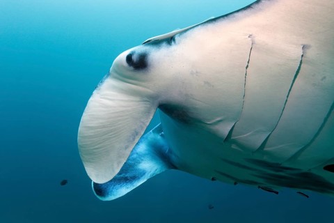 Reef manta ray