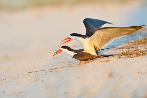 African skimmer