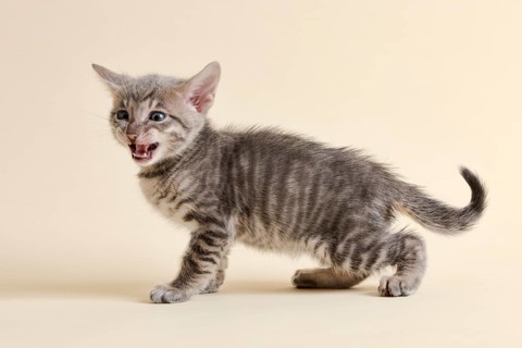 Toyger