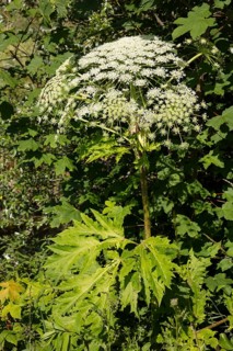 Giant hogweed or wild parsnip