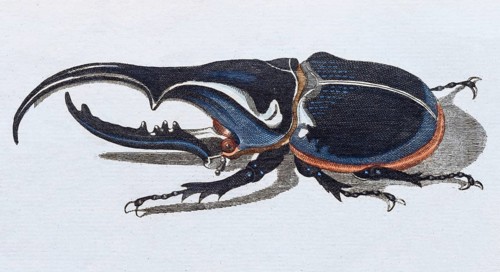 Hercules beetle