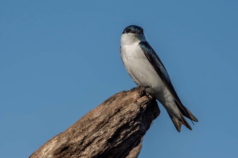 White winged swallow