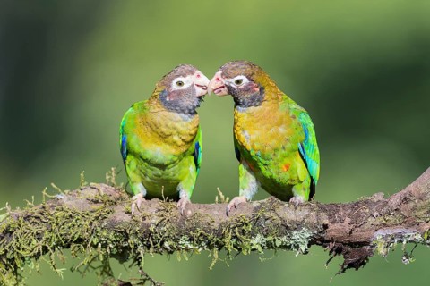 Brown-hooded Parrots