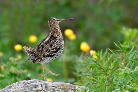 Great snipe