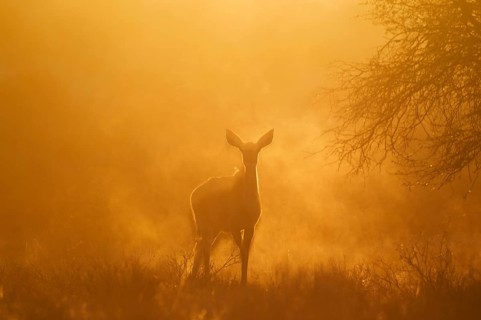 Greater Kudu