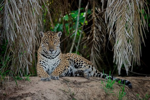 Jaguar