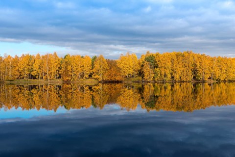 Colourfully coloured autumn forest