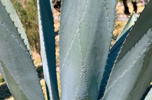 Agave leaves with thorns