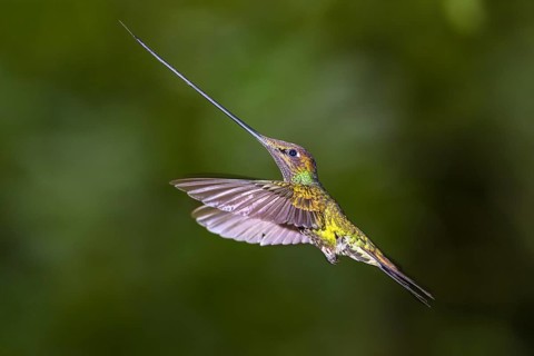 Sword-billed hummingbird