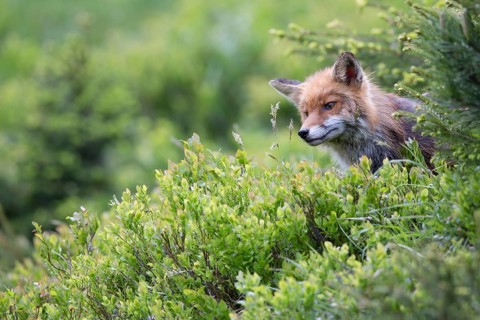 Red fox