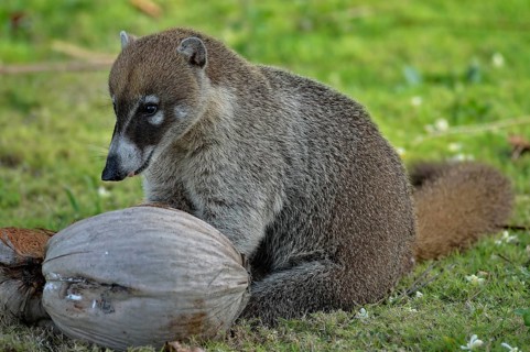 White-nosed Coati