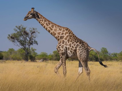 South African giraffe or Cape giraffe