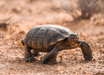 Agassiz's desert tortoise