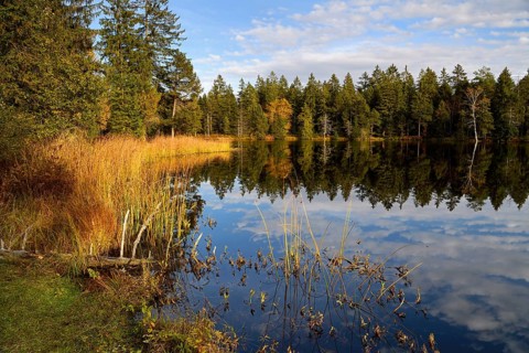 Trees reflected in lake