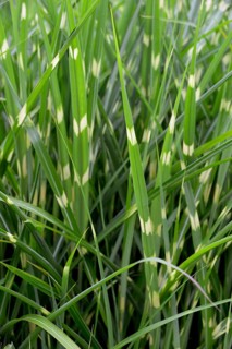 Zebra grass