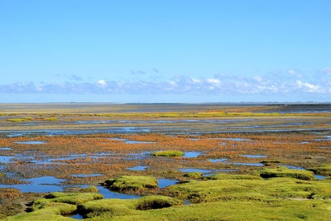 Glasswort