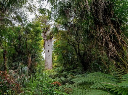 Oldest Kauri tree