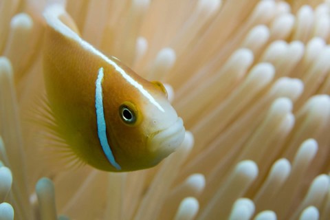 Orange skunk clownfish