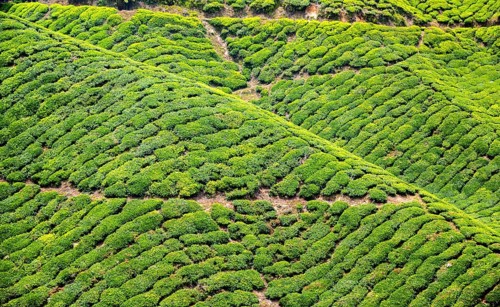 Tea plantations
