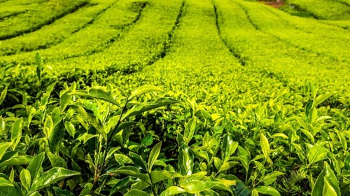 Tea plant