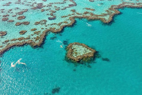 Coral Reef