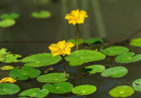 Blooming water fringe